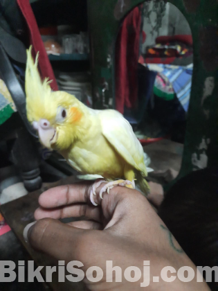 Cocatail bird